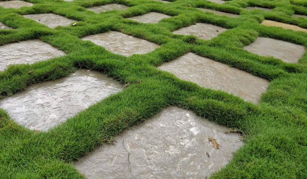 high-angle-view-grass-growing-garden